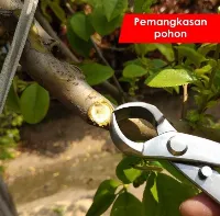 Foto 2 Gunting Dahan Pemotong Catok Bonsai 21cm 210mm Cabang Pohon Berkebun Tanaman Hias MSW 55
