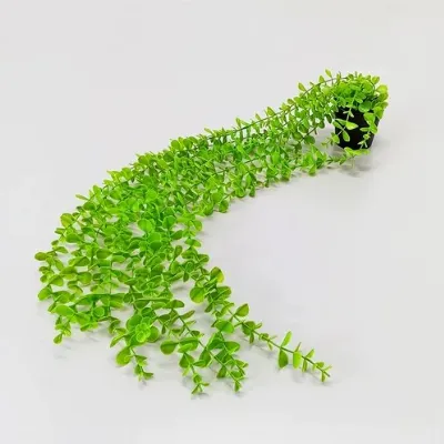 Jual Tanaman Hias Daun Gantung Di Samarinda